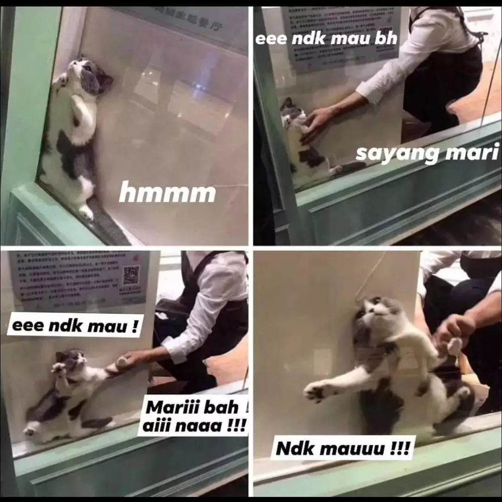 meme kucing insecure © Berbagai Sumber meme kucing insecure © Berbagai Sumber