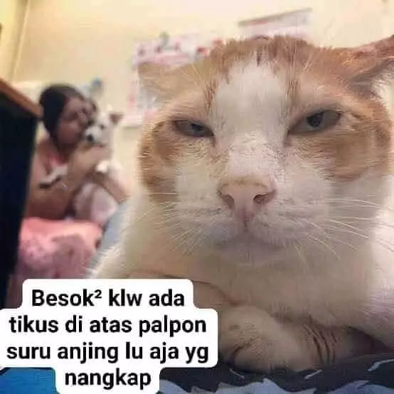 meme kucing insecure © Berbagai Sumber meme kucing insecure © Berbagai Sumber