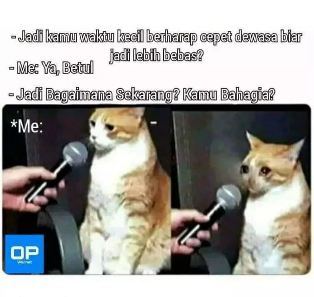 meme kucing insecure © Berbagai Sumber meme kucing insecure © Berbagai Sumber