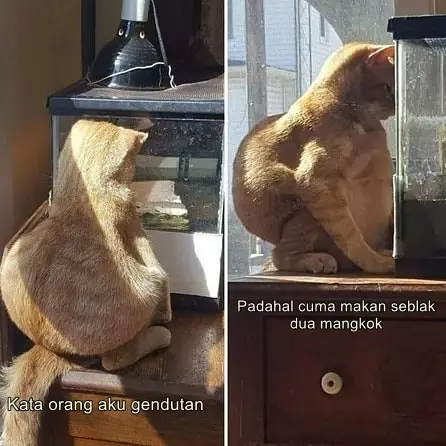 meme kucing insecure © Berbagai Sumber meme kucing insecure © Berbagai Sumber