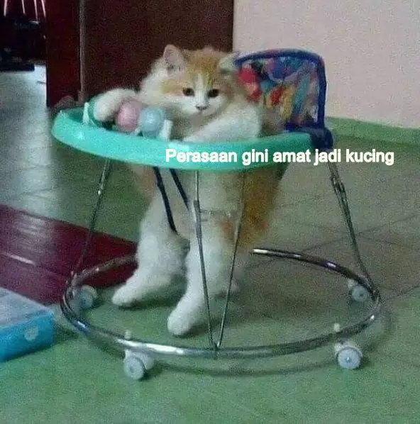 meme kucing insecure © Berbagai Sumber meme kucing insecure © Berbagai Sumber