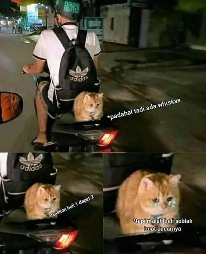 meme kucing insecure © Berbagai Sumber meme kucing insecure © Berbagai Sumber