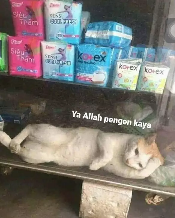 meme kucing insecure © Berbagai Sumber meme kucing insecure © Berbagai Sumber