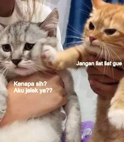 meme kucing insecure © Berbagai Sumber meme kucing insecure © Berbagai Sumber