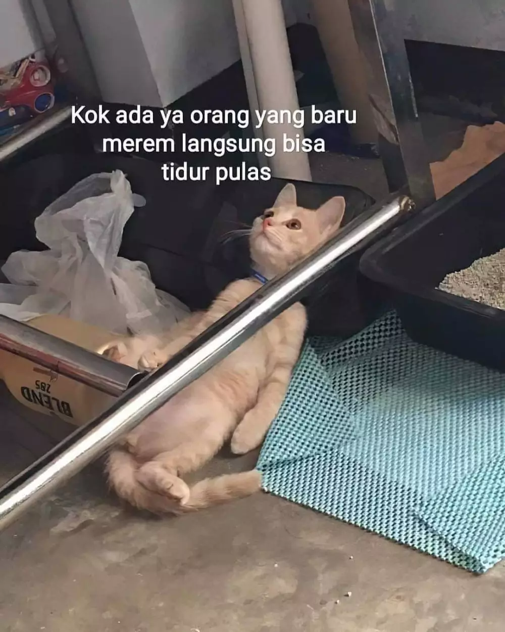 meme kucing insecure © Berbagai Sumber meme kucing insecure © Berbagai Sumber