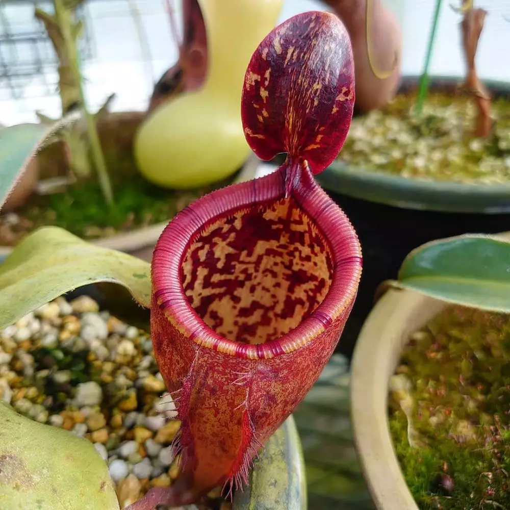 Jenis tanaman karnivora © 2021 brilio.net