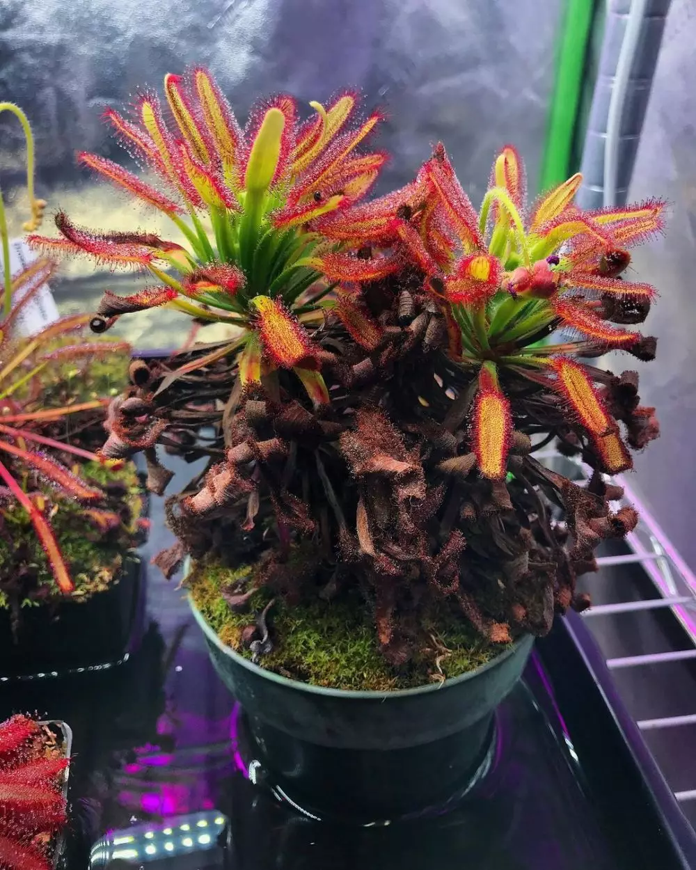 Jenis tanaman karnivora © 2021 brilio.net