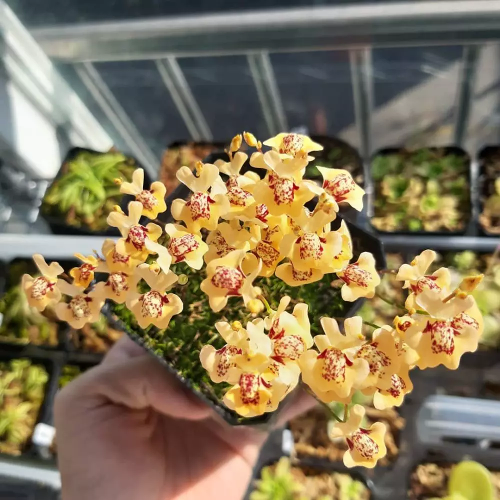 Jenis tanaman karnivora © 2021 brilio.net