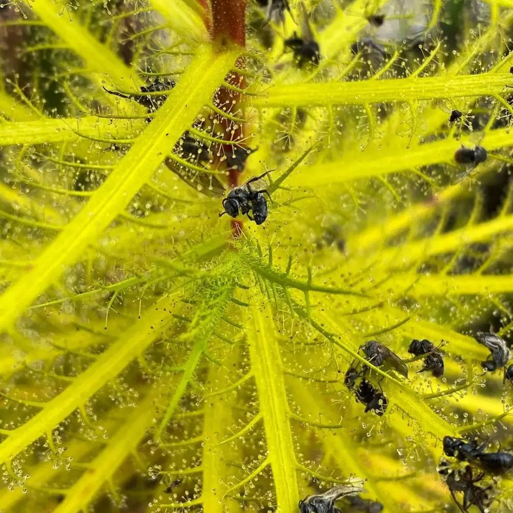 Jenis tanaman karnivora © 2021 brilio.net