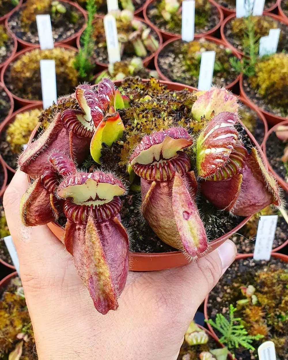 Jenis tanaman karnivora © 2021 brilio.net