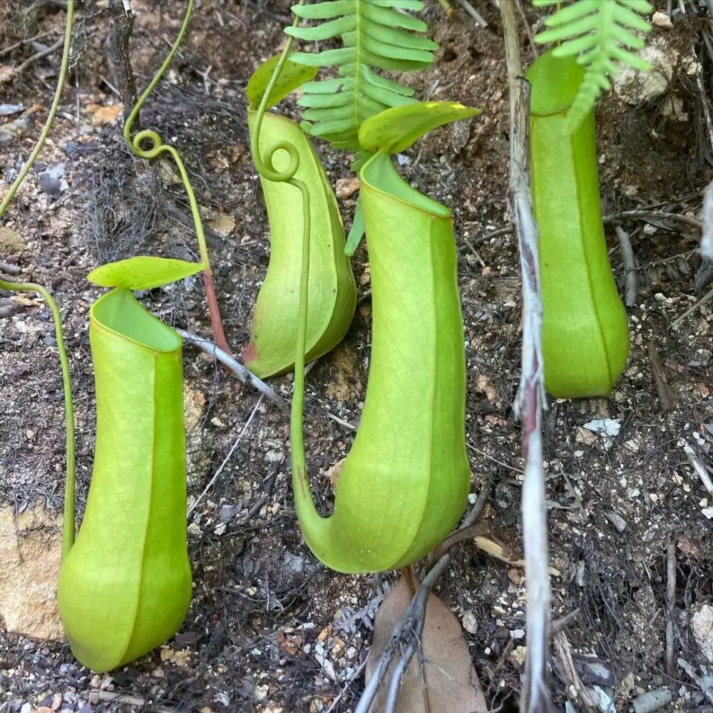 Jenis tanaman karnivora © 2021 brilio.net