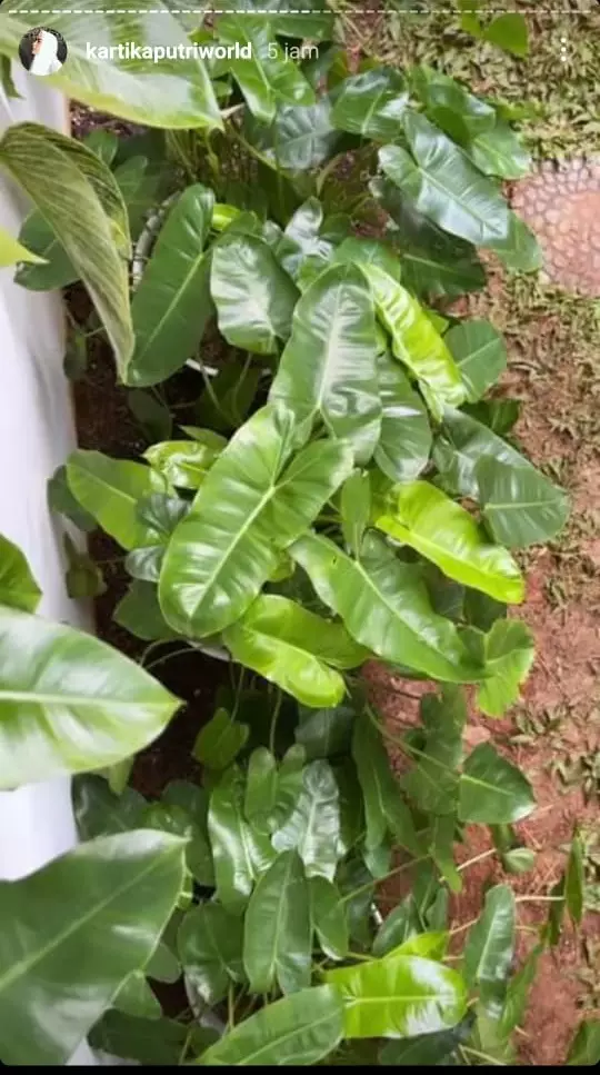 tanaman Kartika Putri © Instagram