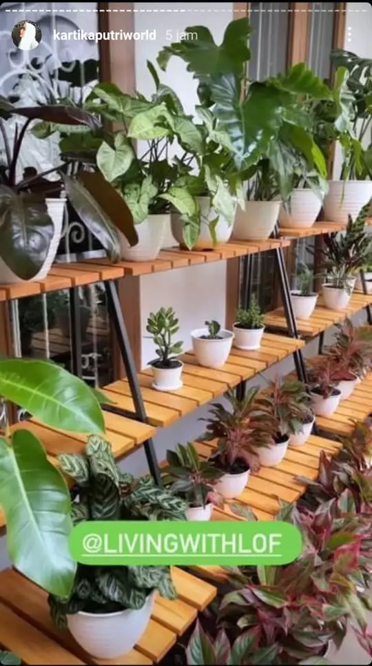 tanaman Kartika Putri © Instagram