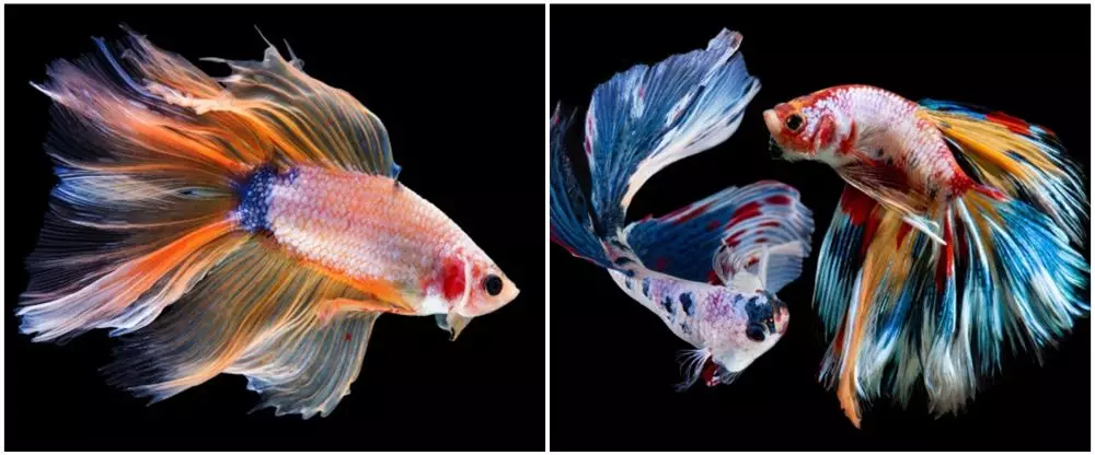 ikan cupang yang stres freepik © 2021 brilio.net