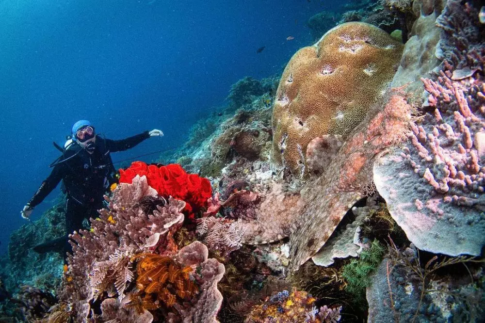 Seleb cantik diving © 2021 brilio.net