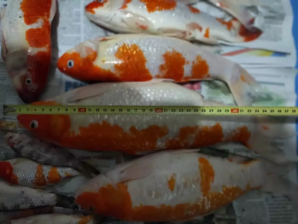 ikan koi dimasak sup © Facebook