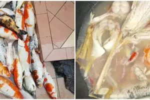 Aksi nyeleneh warganet masak ikan koi jadi sup ini bikin melongo