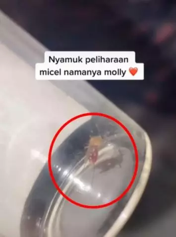 kisah viral wanita pelihara nyamuk Berbagai sumber