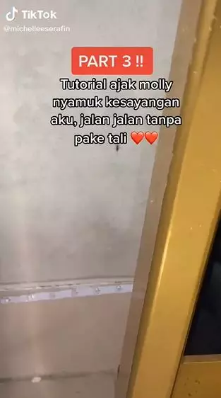 kisah viral wanita pelihara nyamuk Berbagai sumber