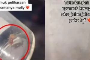 Viral video wanita pelihara nyamuk, diberi makan dan diajak jalan