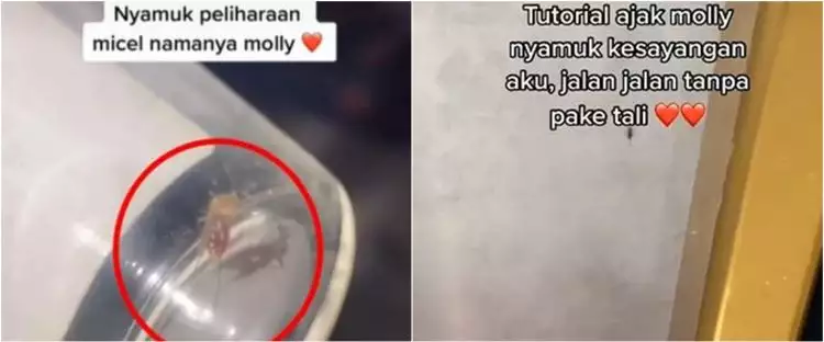 Viral video wanita pelihara nyamuk, diberi makan dan diajak jalan