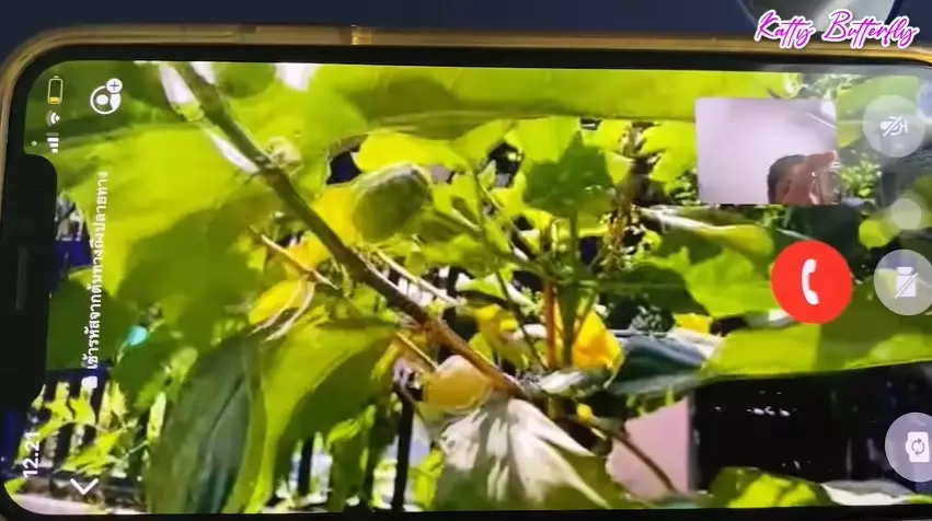 rumah dj butterfly di thailand © Berbagai Sumber