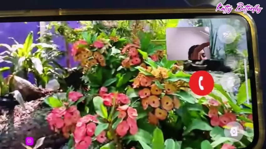 rumah dj butterfly di thailand © Berbagai Sumber