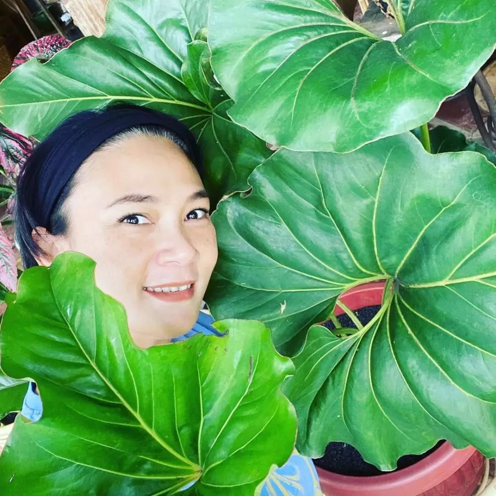 Potret koleksi tanaman Dian Nitami Instagram