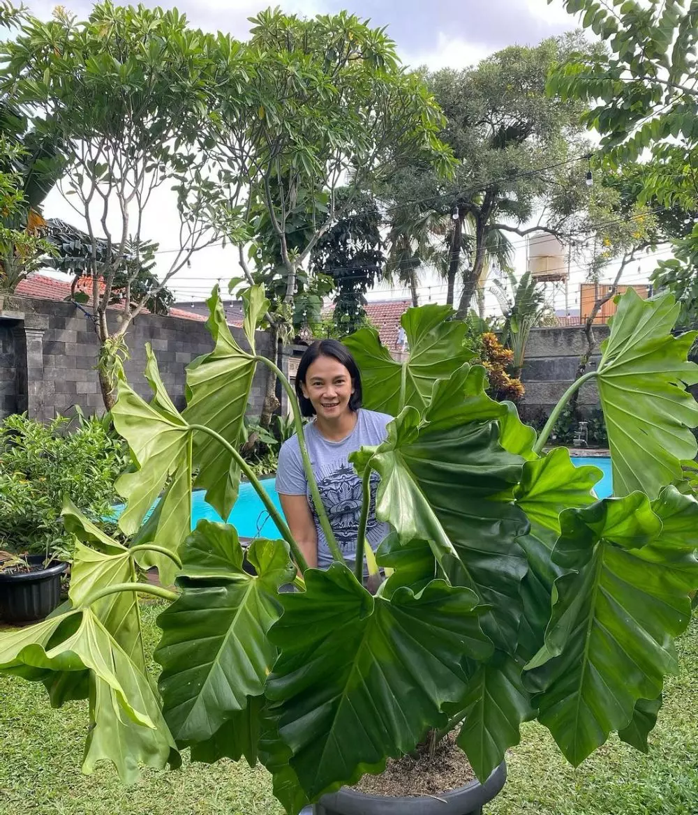 Potret koleksi tanaman Dian Nitami Instagram