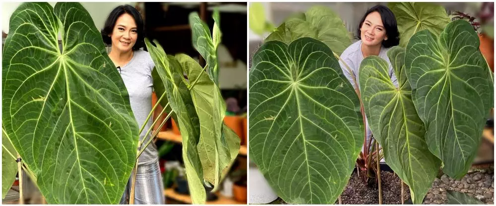 Potret koleksi tanaman Dian Nitami Instagram