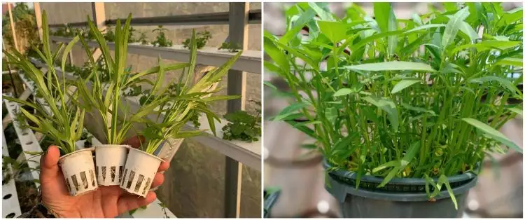 7 Cara mudah menanam hidroponik kangkung di rumah, mudah dan praktis