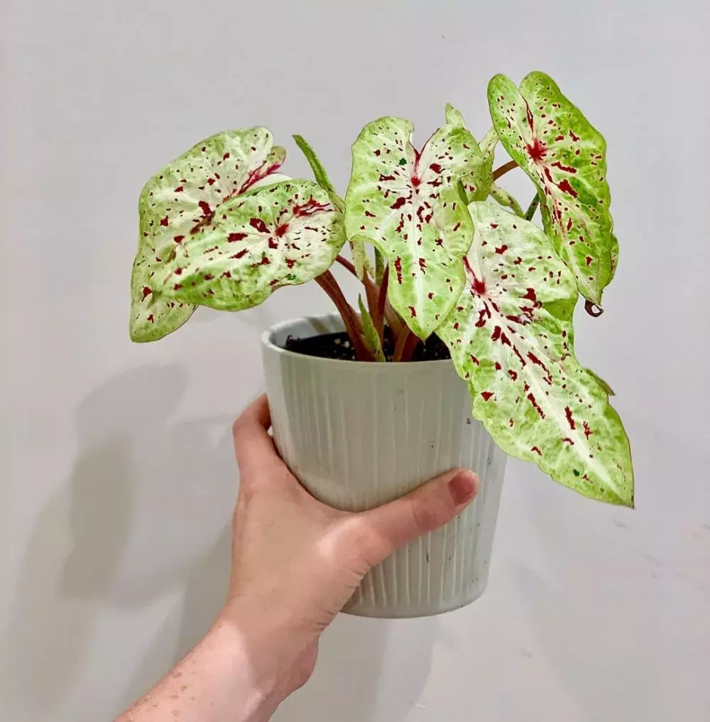 Jenis tanaman keladi yang hits di 2021 Instagram Jenis tanaman keladi yang hits di 2021 Instagram