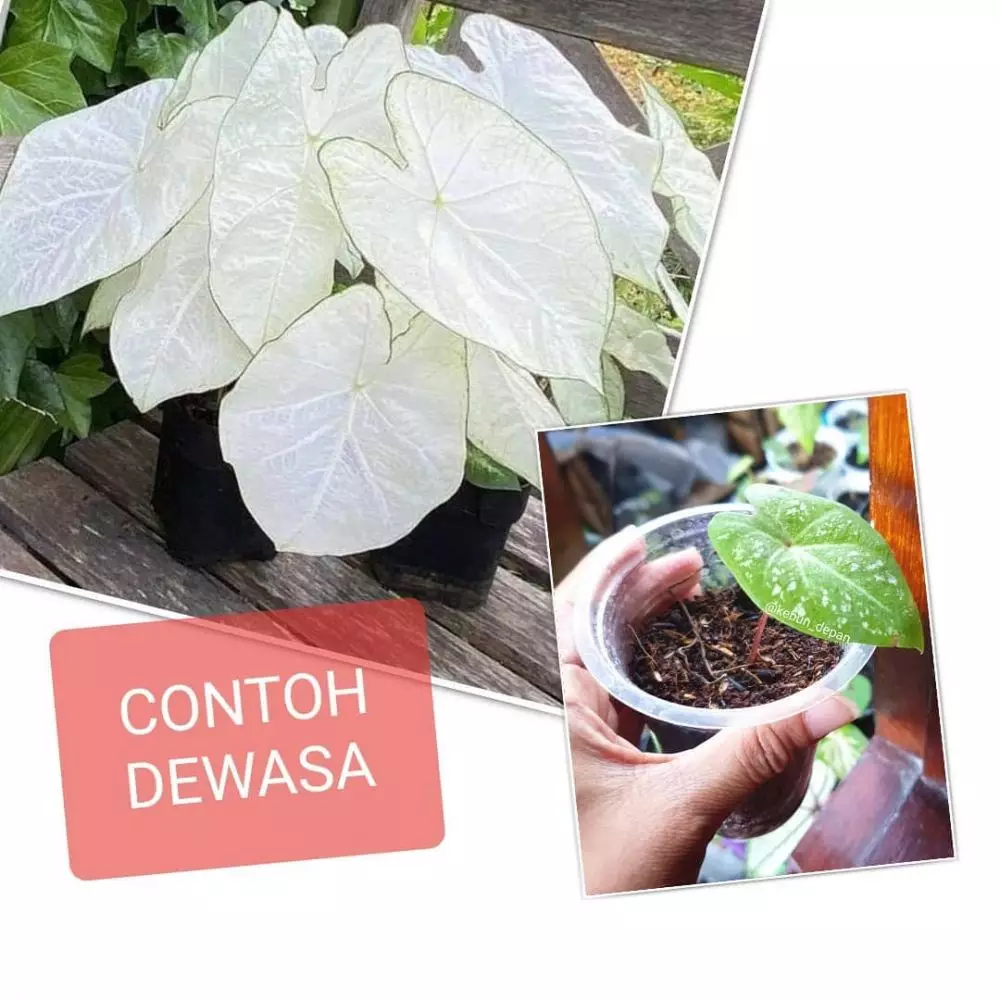 Jenis tanaman keladi yang hits di 2021 Instagram Jenis tanaman keladi yang hits di 2021 Instagram