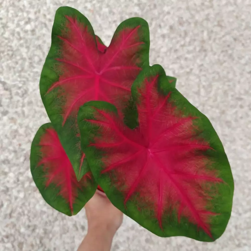 Jenis tanaman keladi yang hits di 2021 Instagram Jenis tanaman keladi yang hits di 2021 Instagram