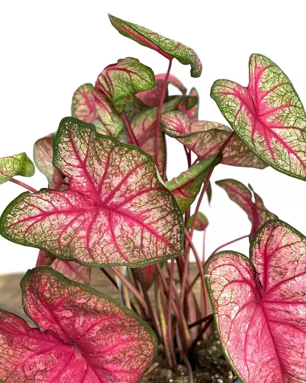 Jenis tanaman keladi yang hits di 2021 Instagram Jenis tanaman keladi yang hits di 2021 Instagram