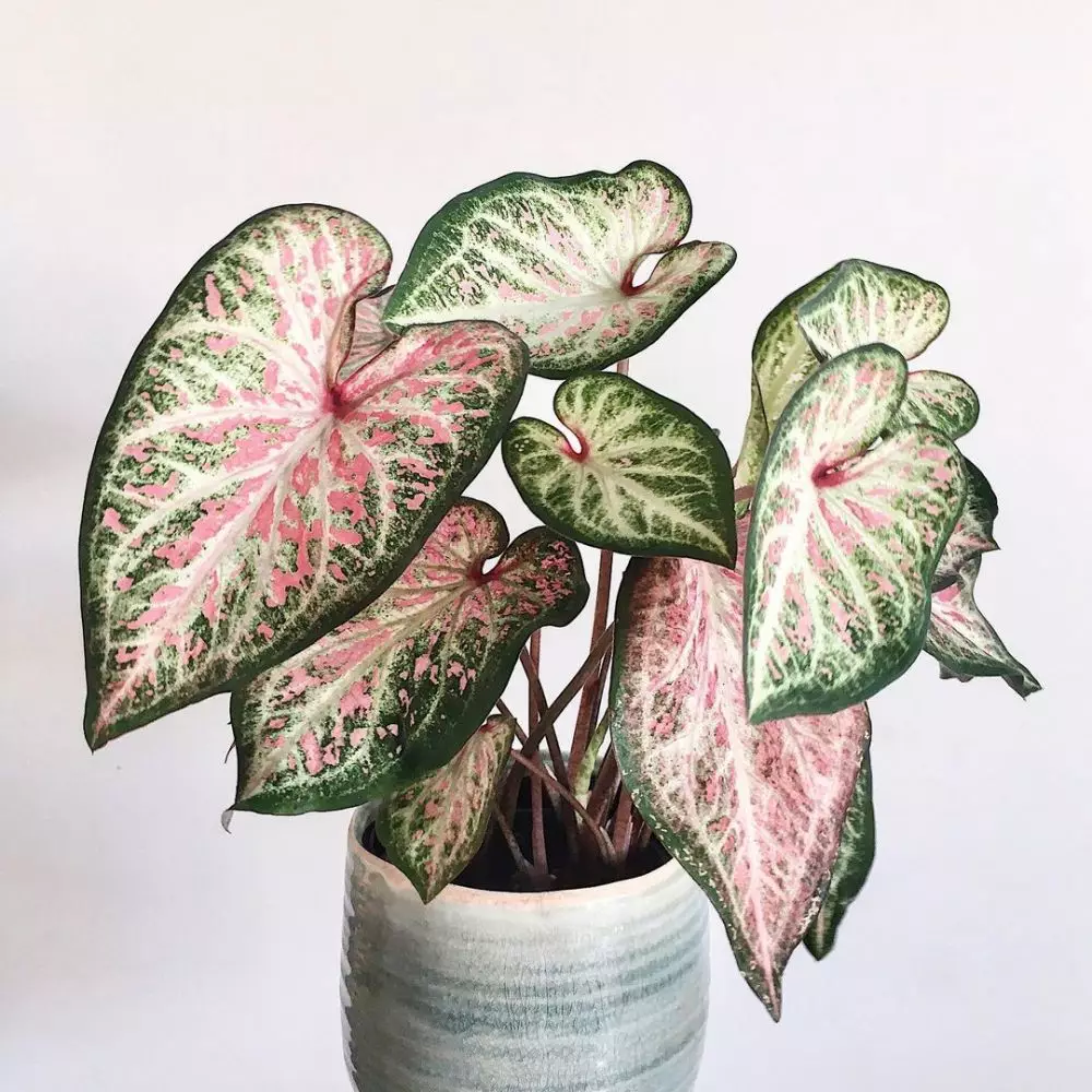 Jenis tanaman keladi yang hits di 2021 Instagram Jenis tanaman keladi yang hits di 2021 Instagram