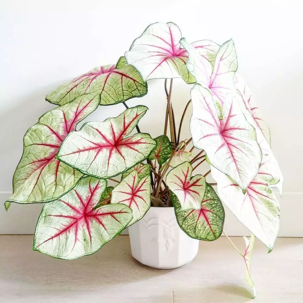 Jenis tanaman keladi yang hits di 2021 Instagram Jenis tanaman keladi yang hits di 2021 Instagram