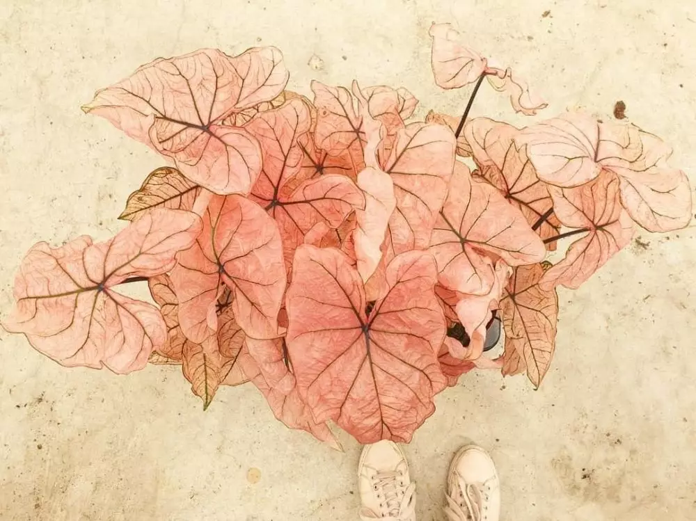 Jenis tanaman keladi yang hits di 2021 Instagram Jenis tanaman keladi yang hits di 2021 Instagram