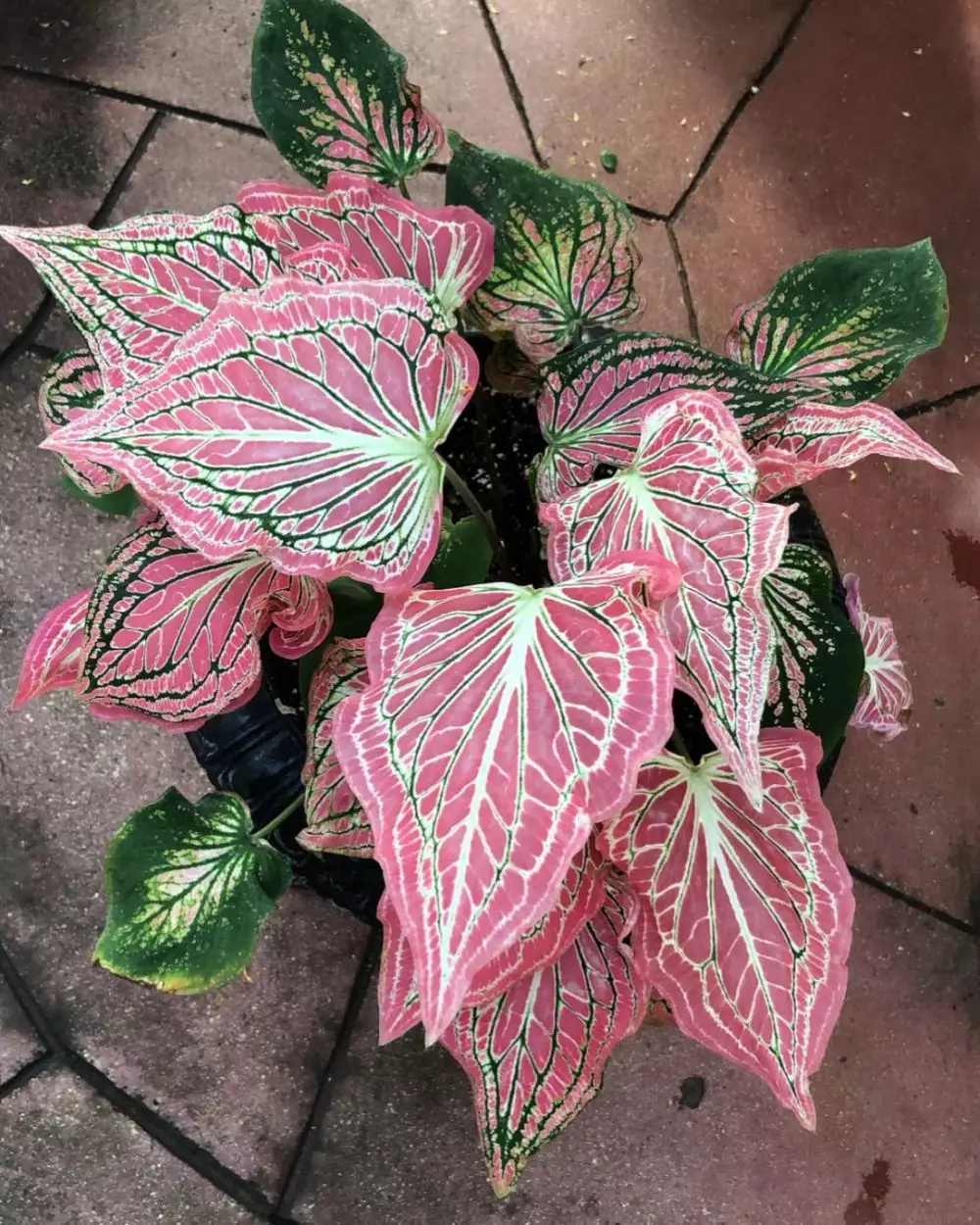 Jenis tanaman keladi yang hits di 2021 Instagram Jenis tanaman keladi yang hits di 2021 Instagram