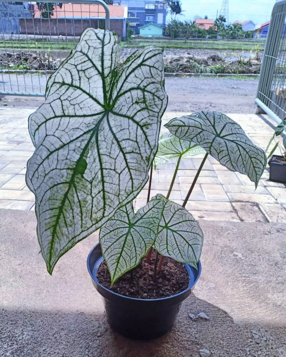 Jenis tanaman keladi yang hits di 2021 Instagram Jenis tanaman keladi yang hits di 2021 Instagram