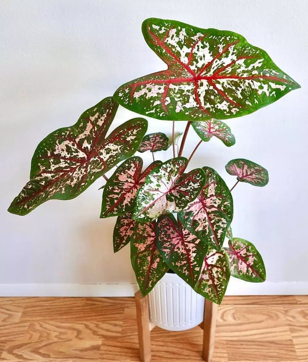 Jenis tanaman keladi yang hits di 2021 Instagram Jenis tanaman keladi yang hits di 2021 Instagram