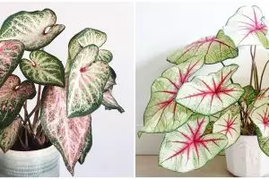 10 Jenis tanaman keladi yang hits di 2021, bikin rumah jadi sejuk