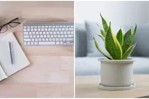 Cara menanam lidah mertua indoor, lengkap dengan langkahnya