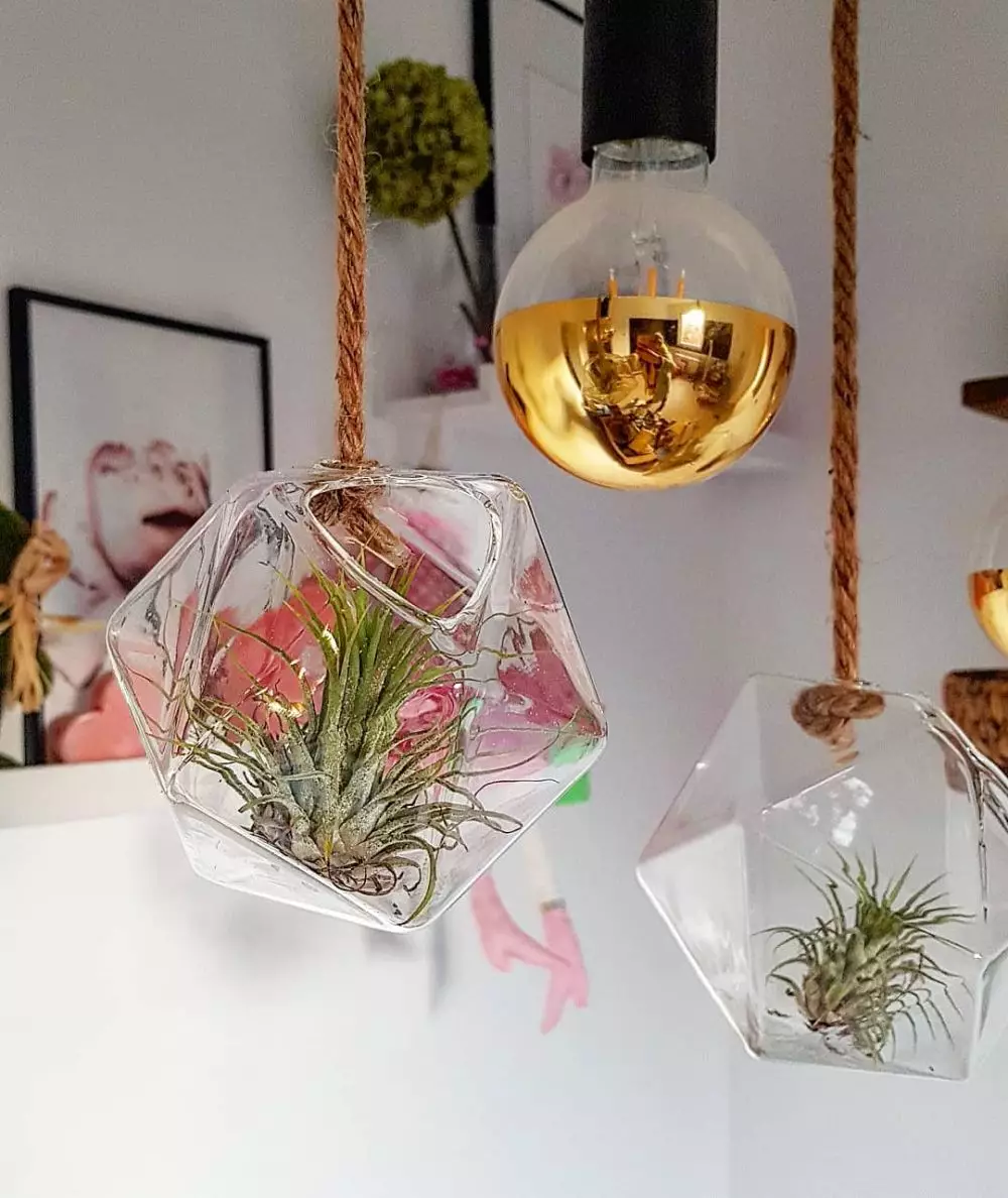 tanaman gantung indoor © Instagram tanaman gantung indoor © Instagram