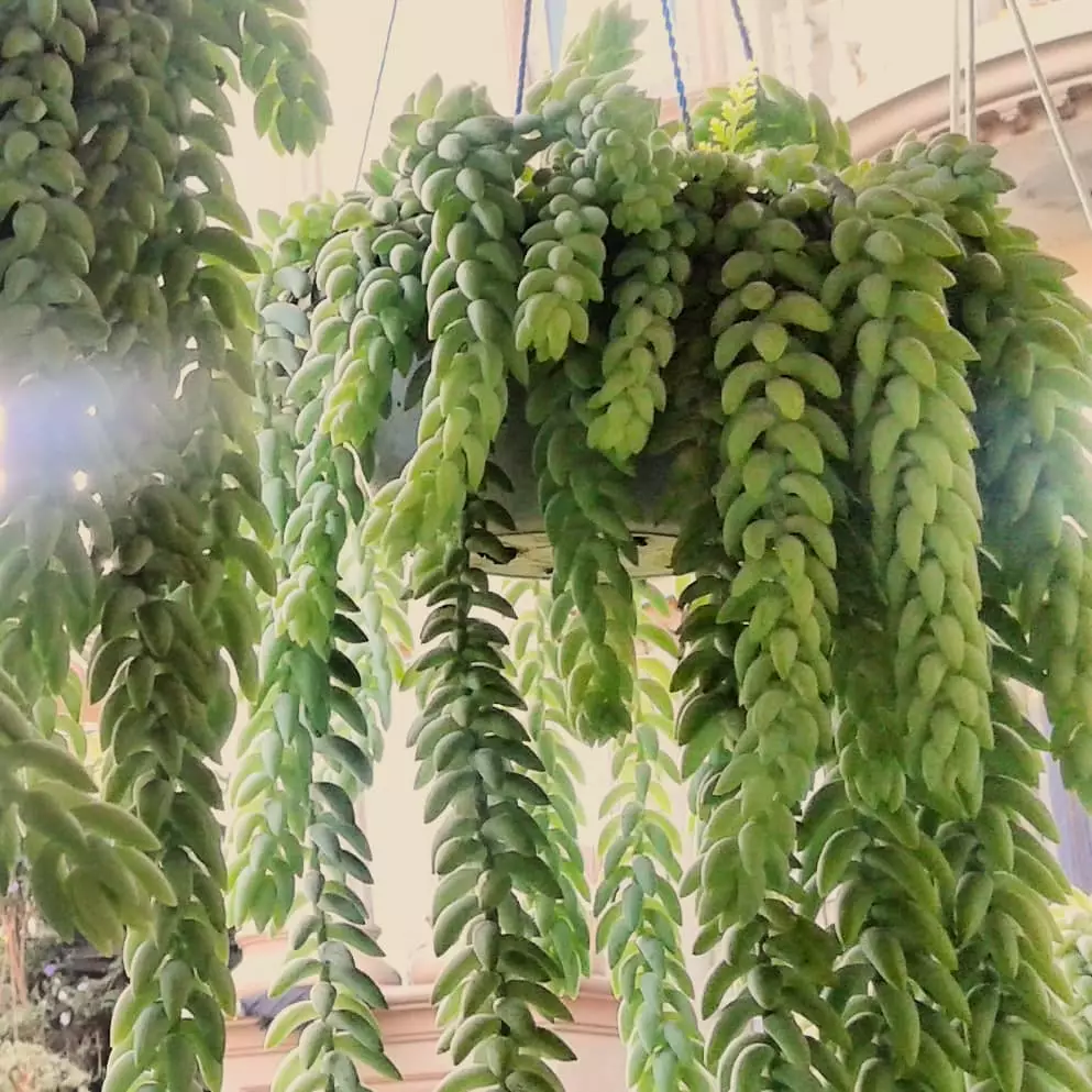 tanaman gantung indoor © Instagram tanaman gantung indoor © Instagram