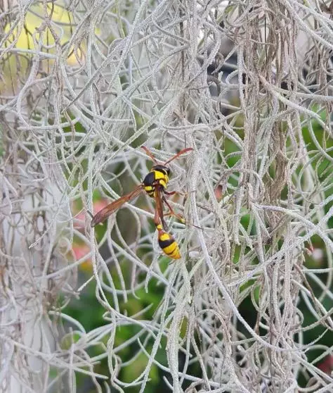 tanaman gantung indoor © Instagram tanaman gantung indoor © Instagram