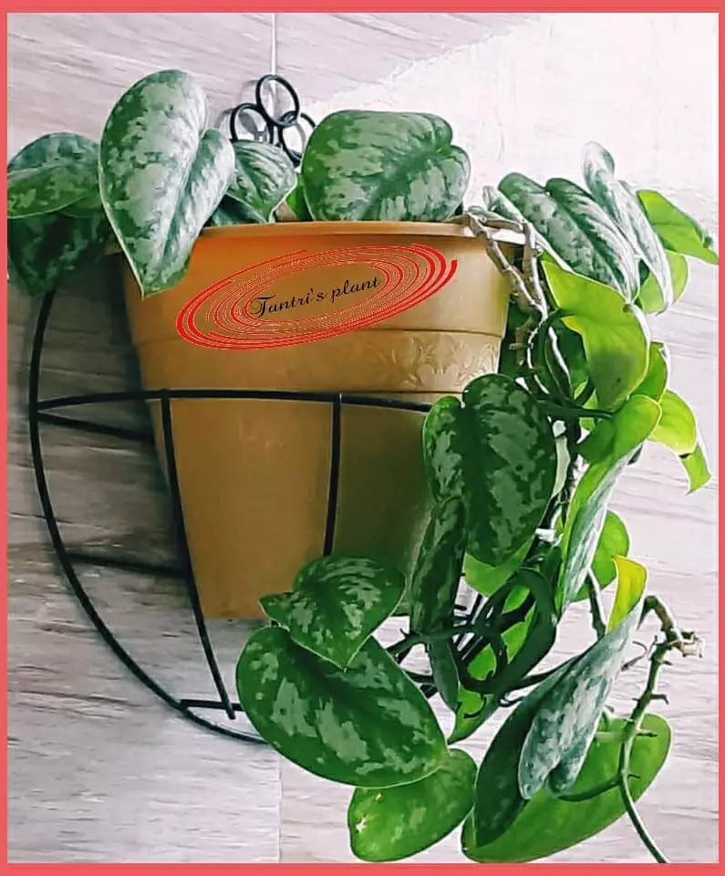 tanaman gantung indoor © Instagram tanaman gantung indoor © Instagram