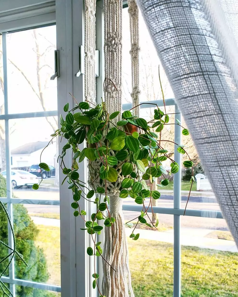 tanaman gantung indoor © Instagram tanaman gantung indoor © Instagram