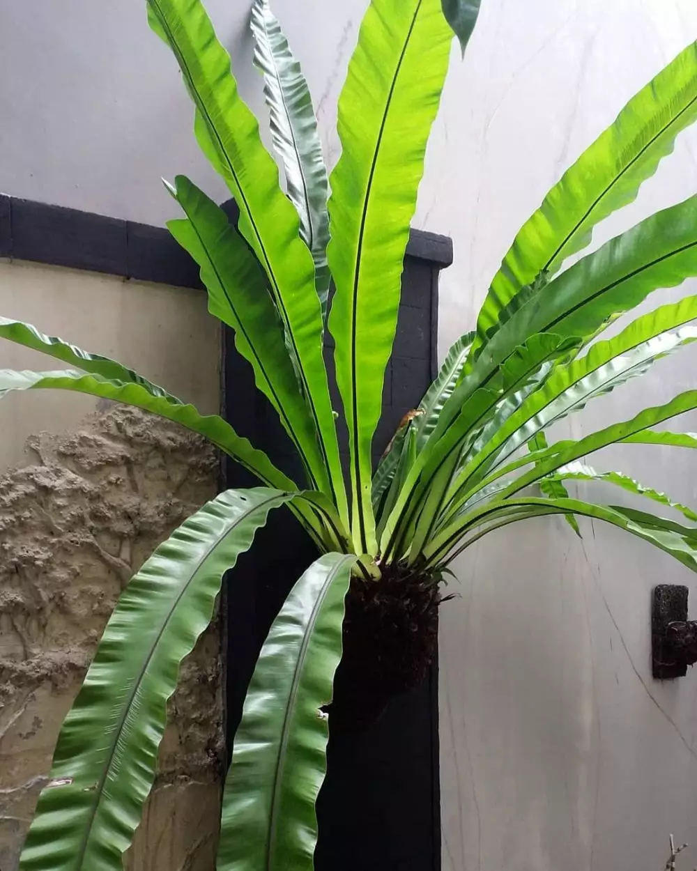 tanaman gantung indoor © Instagram tanaman gantung indoor © Instagram