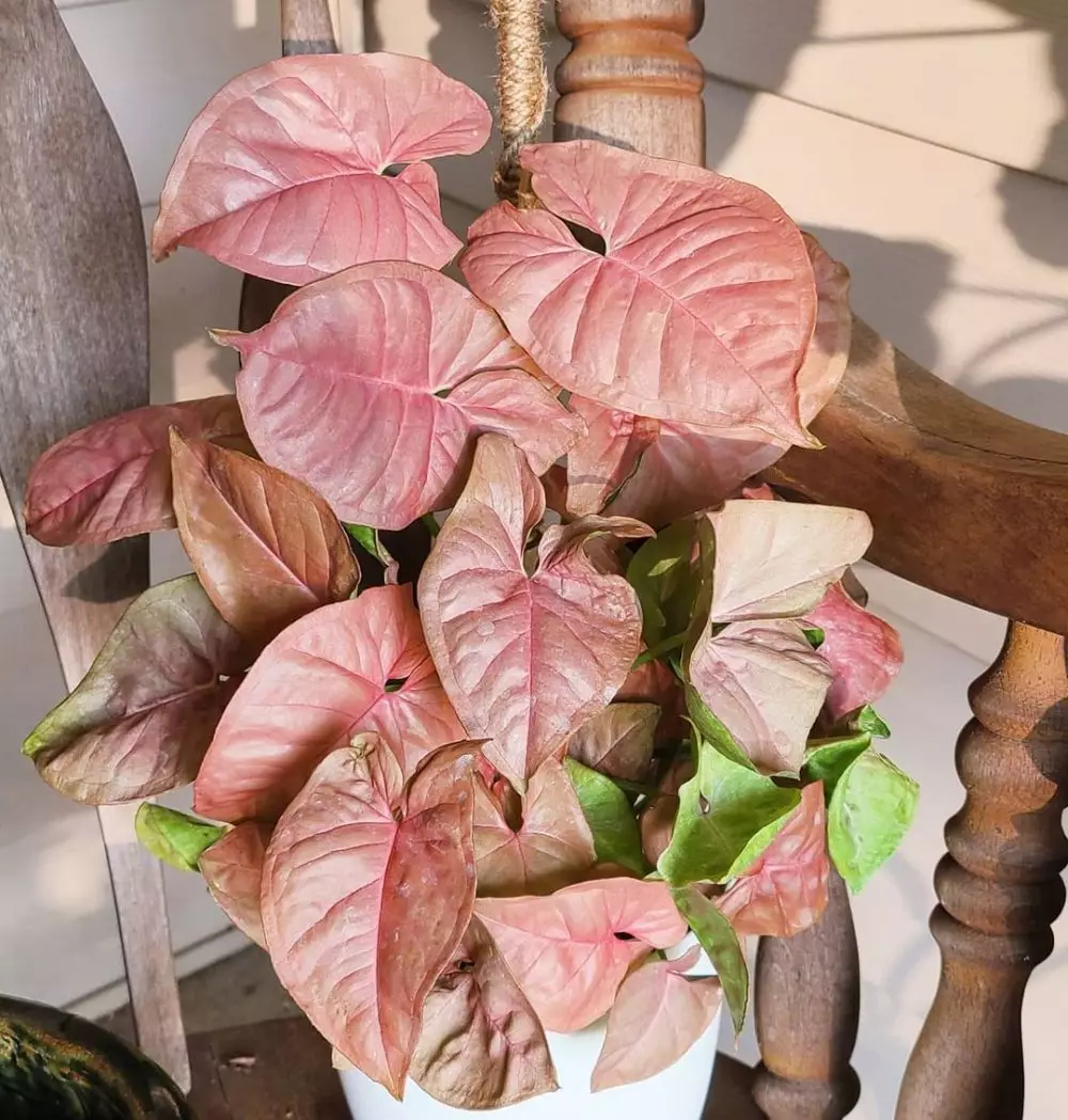 tanaman gantung indoor © Instagram tanaman gantung indoor © Instagram